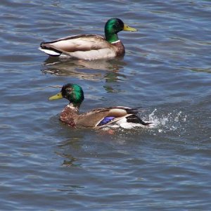 Mallard