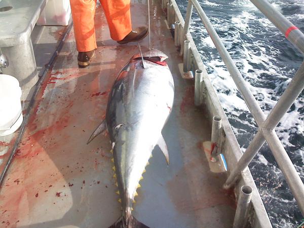 250 LB BFT while jigging for cod at Georges Bank