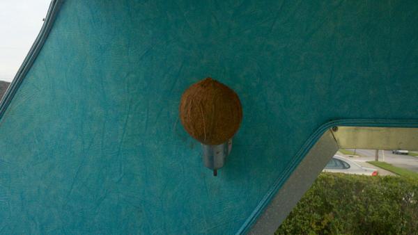 Custom made Coconut shell light shades