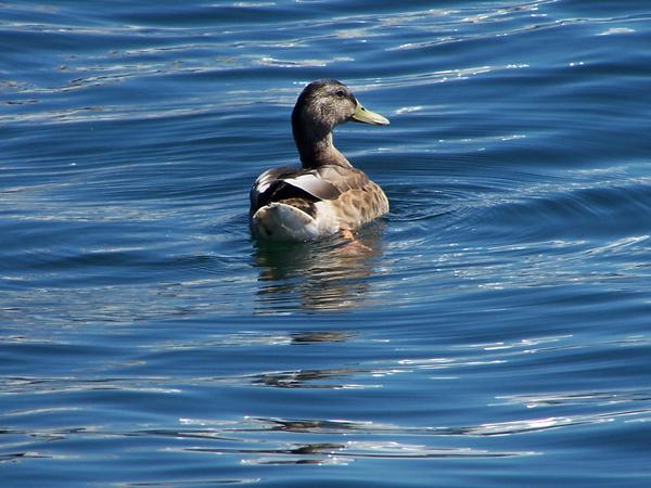 duck